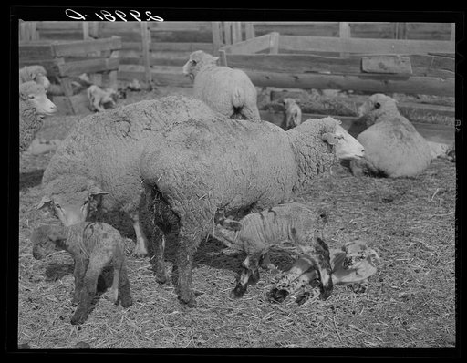 Ewes and lambs. Dangberg Ranch, Douglas County, Nevada