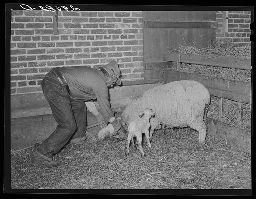 Untitled photo, possibly related to: Sheepherder with new born lamb and ewe in lambing shed. Dangberg Ranch, Douglas County, Nevada