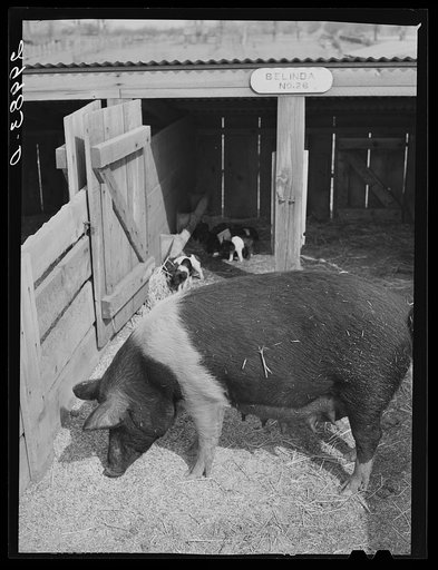 Untitled photo, possibly related to: Brood sow with pigs. Dangberg Ranch, Douglas County, Nevada