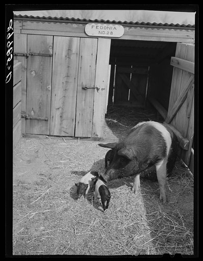 Brood sow with pigs. Dangberg Ranch, Douglas County, Nevada