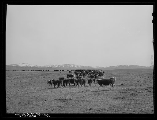 Cattle feeding. Dangberg Ranch, Douglas County, Nevada