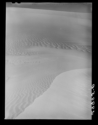 Untitled photo, possibly related to: Sagebrush on sand dune. Nye County, Nevada
