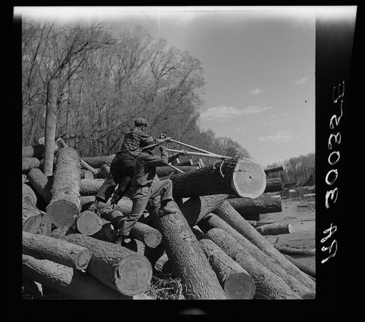 Lumberjack using peaveys to remove logs from banks of Little Fork River. Near Littlefork, Minnesota