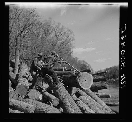Lumberjacks using peaveys to remove logs from banks of Little Fork River. Near Littlefork, Minnesota