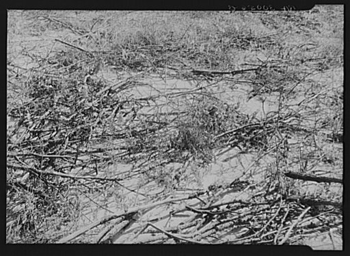 Weeds growing in sale hold which has been protected from wind erosion by placing limbs of trees in it. Allegan Project, Michigan