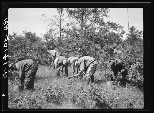 Tree planting. Black River Falls land use project, Wisconsin