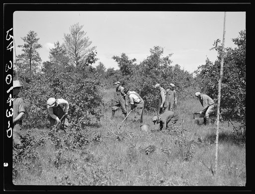 Tree planting. Black River Falls land use project, Wisconsin