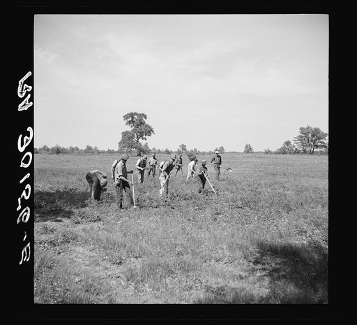 Planting trees. Allegan Project, Michigan