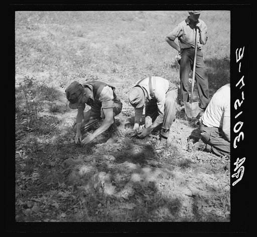 Untitled photo, possibly related to: Planting trees. Allegan Project, Michigan