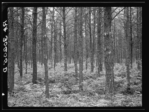 A stand of jack pine which has been improved on the Black River Falls land use project. Wisconsin