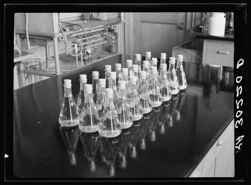 Erlenmeyer flasks full of liquid and wood samples. Forest Products laboratory, Madison, Wisconsin