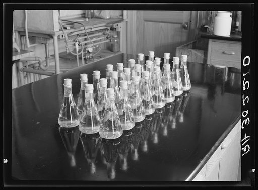 Erlenmeyer flasks full of liquid and wood samples. Forest Products laboratory, Madison, Wisconsin