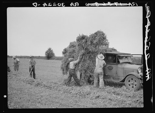 Pitching pea vines on truck in fields near Sun Prairie, Wisconsin