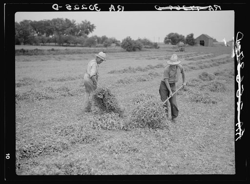 Stacking pea vines preparatory to loading on truck. Near Sun Prairie, Wisconsin