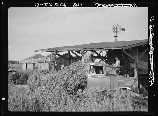 Unloading pea vines from truck at vinery at Sun Prairie, Wisconsin