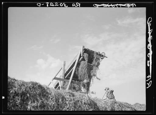 Conveyor discharging pea vines with man distributing them on a stack.  Vinery near Sun Prairie, Wisconsin