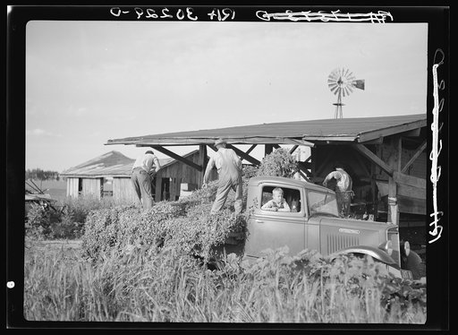 Untitled photo, possibly related to: Unloading pea vines from truck at vinery at Sun Prairie, Wisconsin