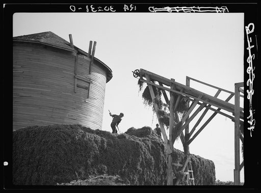 Men leveling stack of peas coming from conveyor at vinery near Sun Prairie, Wisconsin