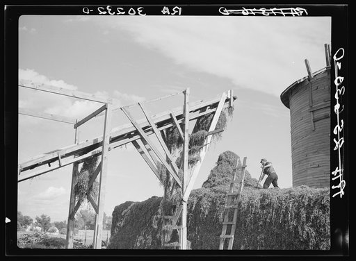 Distributing pea vines on stack after they have been dropped by belt conveyor. Vinery at Sun Prairie, Wisconsin
