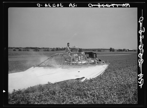 Spraying pea vines to get rid of lice. Sun Prairie, Wisconsin