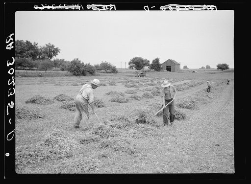 Untitled photo, possibly related to: Stacking pea vines preparatory to loading on truck. Near Sun Prairie, Wisconsin