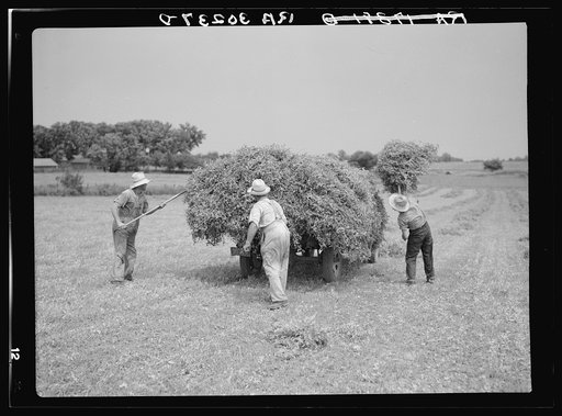 Loading pea vines on truck. Sun Prairie, Wisconsin
