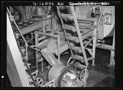 Washing and conveying peas. Sun Prairie, Wisconsin
