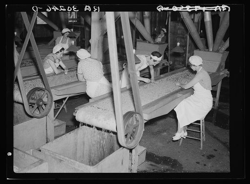 Girls removing foreign matter and inferior peas. Pea canning factory, Sun Prairie, Wisconsin