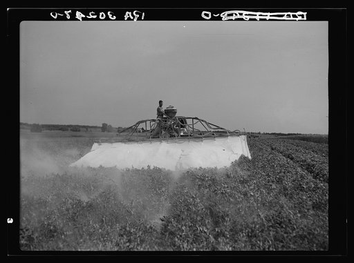 Untitled photo, possibly related to: Spraying pea vines to get rid of lice. Sun Prairie, Wisconsin