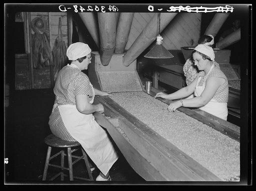 Removing inferior peas and foreign matter from peas to be canned. Canning factory, Sun Prairie, Wisconsin