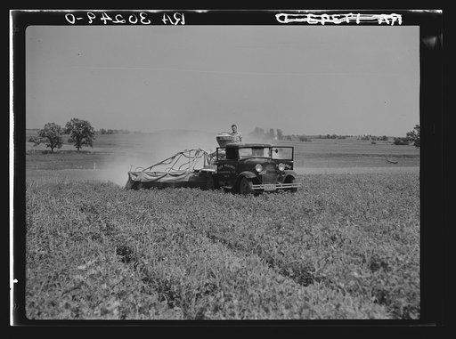 Untitled photo, possibly related to: Spraying pea vines to get rid of lice. Sun Prairie, Wisconsin