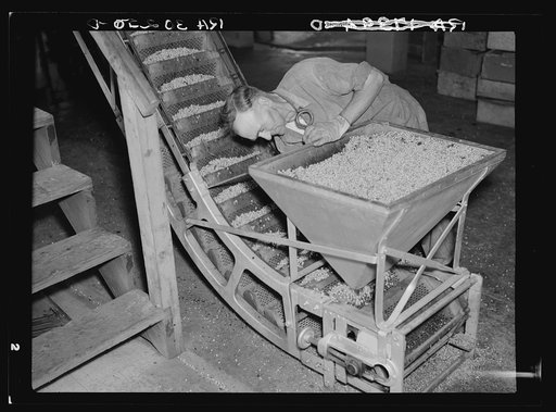 A hopper full of peas and conveyor at canning factory. Sun Prairie, Wisconsin