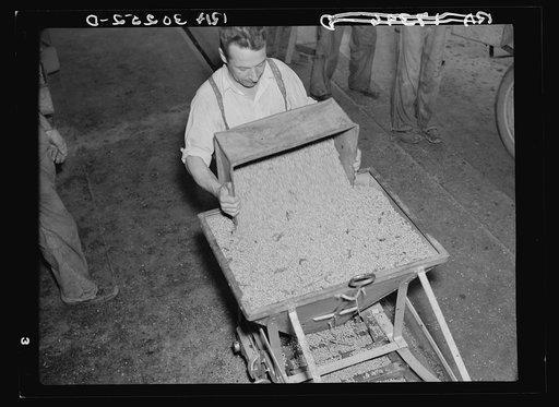 Dumping shelled peas into hopper for conveyor. Canning factory, Sun Prairie, Wisconsin