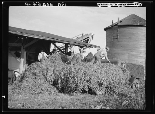 Unloading pea vines at vinery. Sun Prairie, Wisconsin