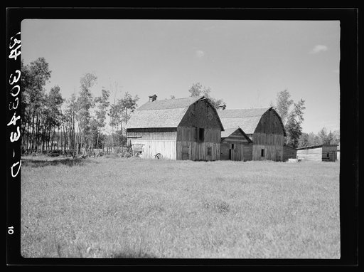 Barns on farm in cut-over areas near Ericsburg, Minnesota