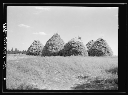 Method of stacking hay. Northcentral Minnesota