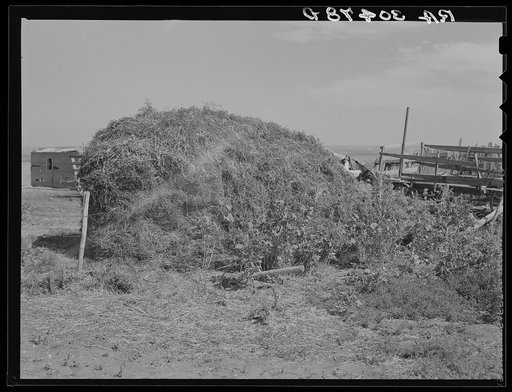 Stack of thistle hay. Williams County, North Dakota. This is only type of feed or roughage that can be obtained locally