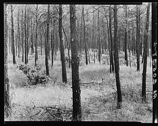 Stand of jack pine. Black River Falls land use project, Wisconsin
