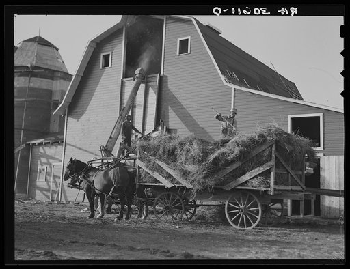 Threshing alfalfa seed near Littlefork, Minnesota
