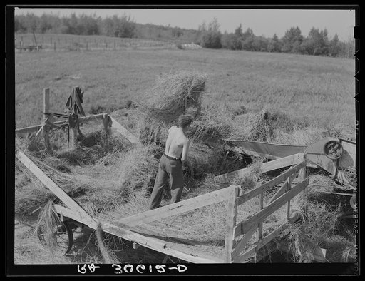 Pitching alfalfa from the wagon into the thresher near Littlefork, Minnesota
