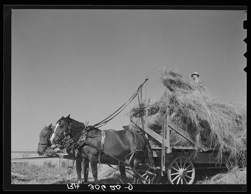 Untitled photo, possibly related to: Team and wagon load of alfalfa waiting to move up to the threshing machine. Near Littlefork, Minnesota