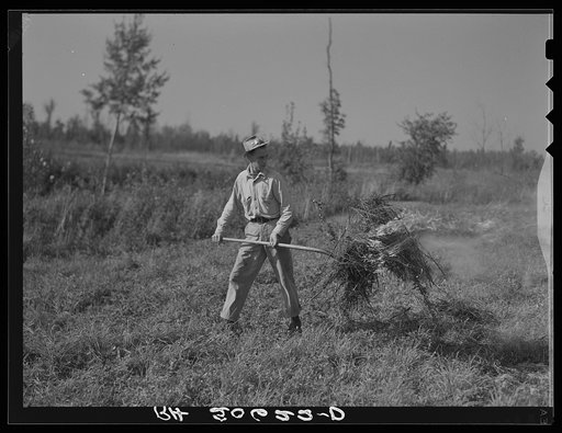 Burning clover which is too poor to harvest for seed near Littlefork, Minnesota