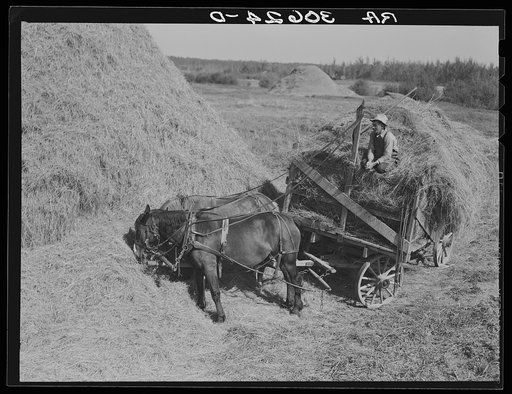 Team and wagon load of alfalfa waiting to move up to the threshing machine. Near Littlefork, Minnesota