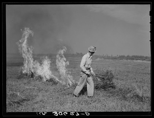 Burning a field of clover that was too poor to harvest for seed near Littlefork, Minnesota