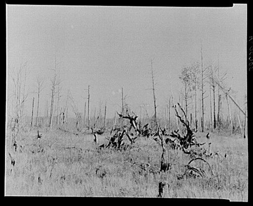 Cut-over land near Dentaybow, Minnesota