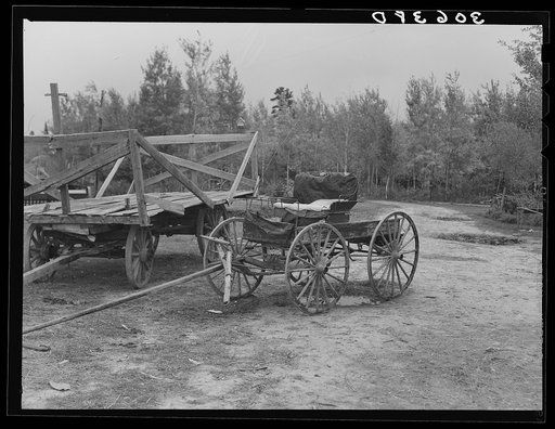 Democrat wagon on cut-over farm near Northome, Minnesota