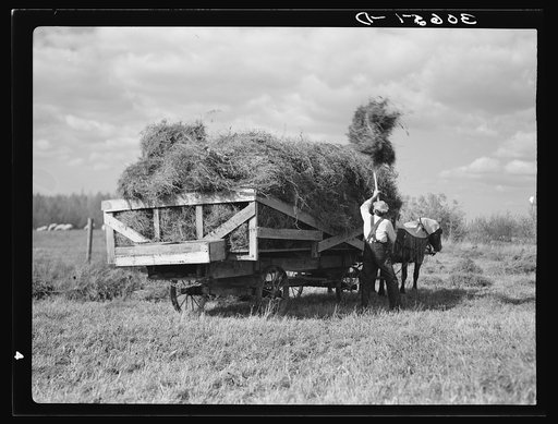 J. W. Panchot pitching alfalfa hay on farm near Northome, Minnesota