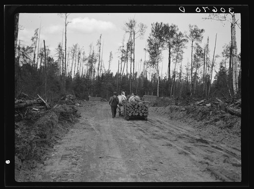 Dragging pulpwood to loading platform at lumber camp near Effie, Minnesota