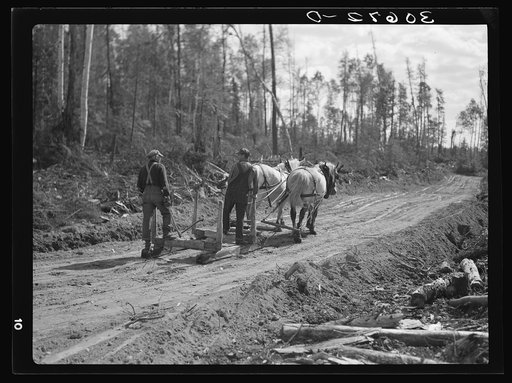 Going into the woods for another load. Logging camp near Effie, Minnesota
