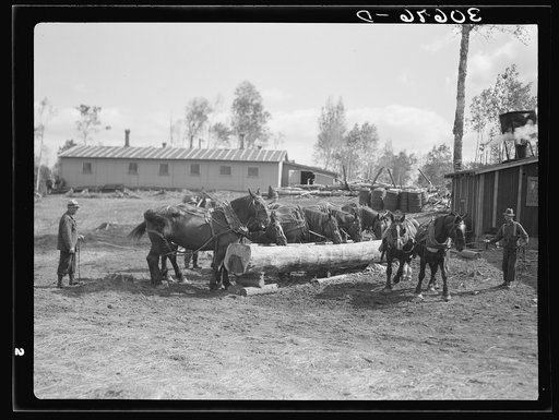 Horses being watered at lumber camp near Effie, Minnesota. The trough was made from a log with a broad axe